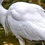 _04C9670.jpg pêche de la grande aigrette
